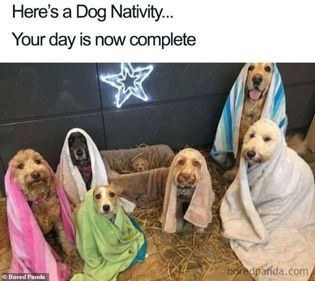 크리스마스 트리를 망치는 많은 애완동물을 언급하며, 사진에는 놀란 개가 배경에 쓰러진 나무가 어렴풋이 어렴풋이 어렴풋이 드러나자 카메라를 천진난만하게 응시하는 것이 보였습니다.