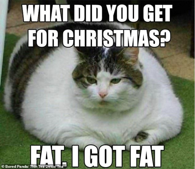 Mujal lõbus Detox tee Instagrami konto jagas pilti ülekaalulisest kassist koos pealdisega:
