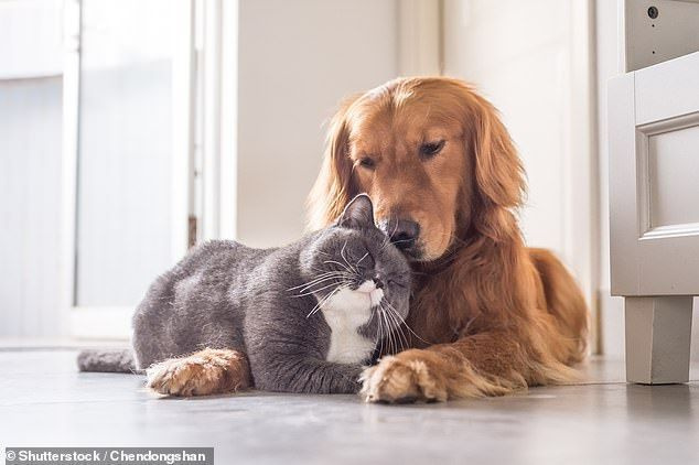 Um estudo da Pet Insurance Australia descobriu os nomes mais populares para cães e gatos, com Archie ocupando o primeiro lugar como o nome mais usado para bebês de pêlo masculino