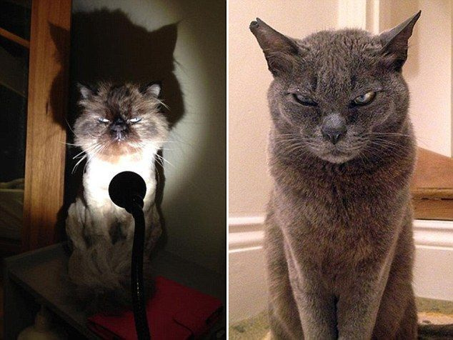오른쪽 고양이가 증명하듯이 낮에도 충분히 무섭지만 왼쪽 고양이는 어둠 속에서 더욱 무섭습니다.