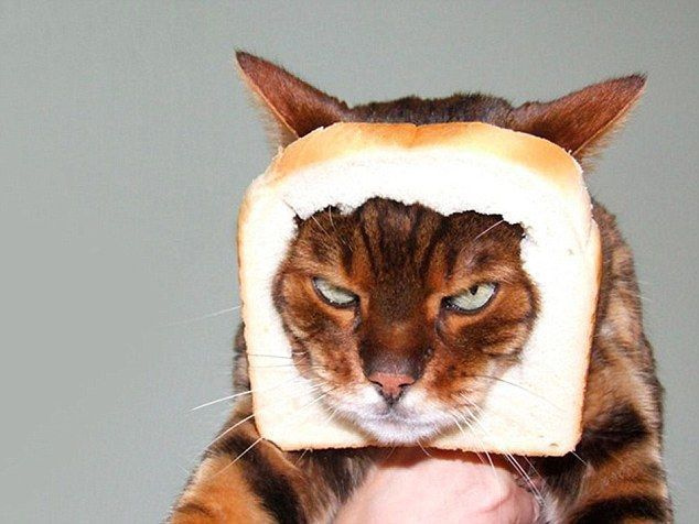 이 고양이는 얼굴에 빵 한 덩어리를 발라도