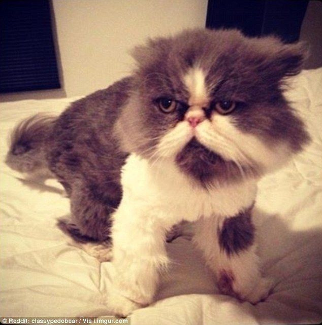 이 고양이는 화난 것 같습니다. 그것은 그들이 오랫동안 지연된 이발을 생각하기 때문일 수 있습니다.