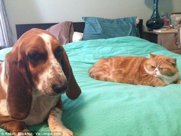 왼쪽 사진의 개는 이 고양이에게 할 일이 많습니다.