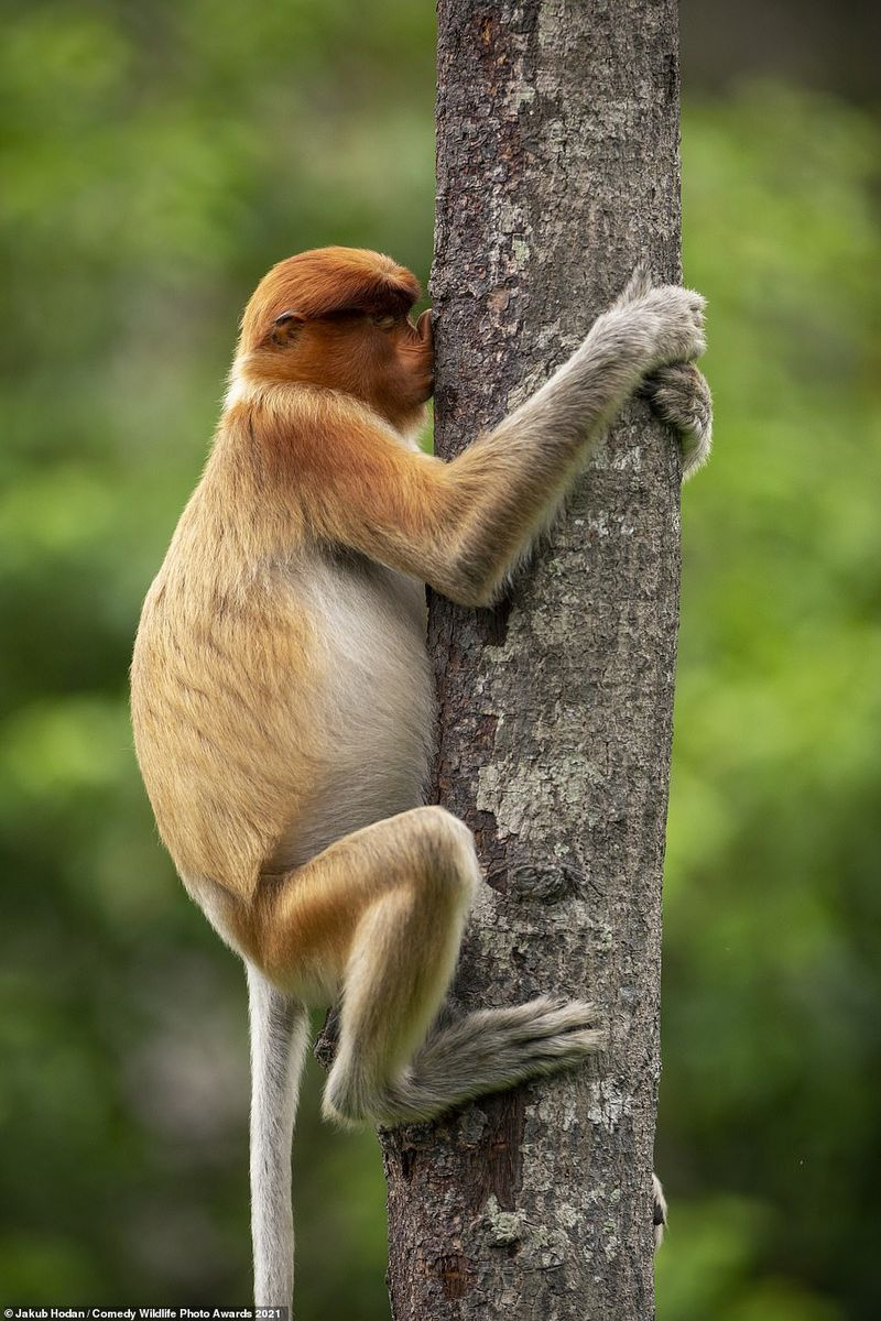 Jakub Hodan med bildet deres Treehugger ¿Denne snabelapen kan bare klør seg på nesen på den grove barken, eller den kan være å kysse den. Trær spiller en stor rolle i apernes liv. Hvem er vi til å dømme...¿