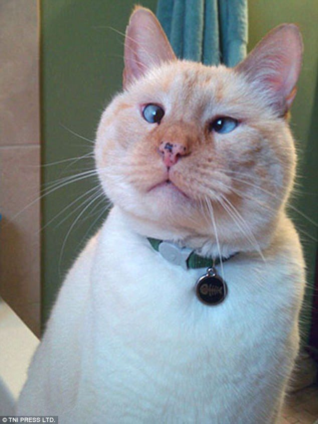 Шармантна: Ова косоока мачка и даље изгледа веома згодно на свом снимку изблиза