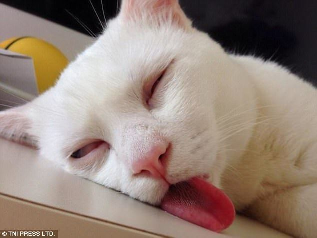 Успавана лепотица: Исцрпљена после дугог дана, ова мачка је фотографисана како чврсто спава