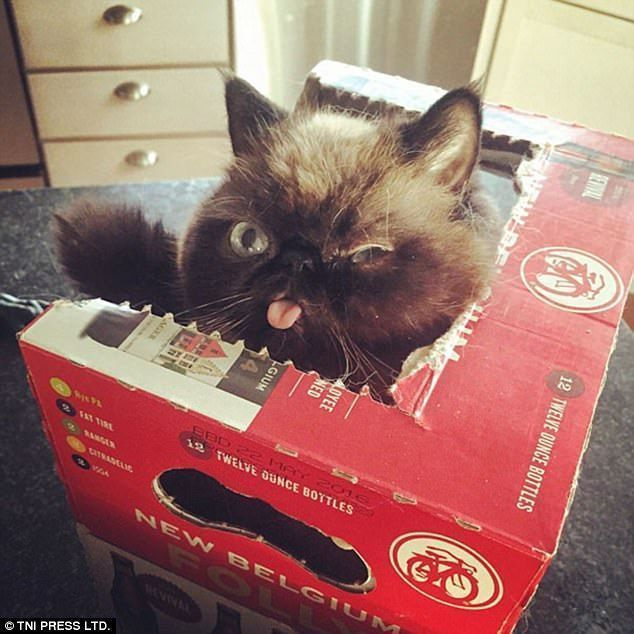 Мачка у кутији: Са својим згњеченим лицем и сићушним језиком, ова мачка је дефинитивно слатка на свој начин