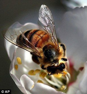 무해: 꿀벌