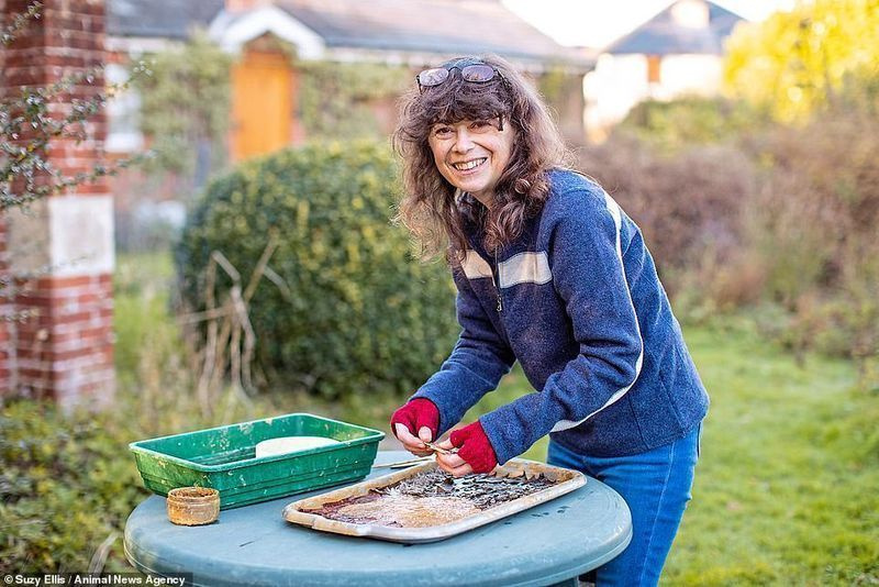 단풍 다듬기: 윌트셔 주 솔즈베리에 있는 그녀의 정원에서 일하는 아티스트 Diana Cotter