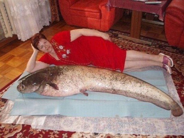 Milline saak! Naine lamab oma elutoa põrandal hiiglasliku kala kõrval, et näidata, kui suur see on