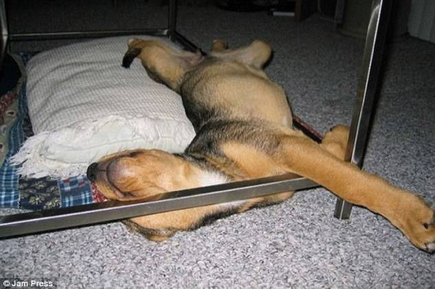 Ovo štene pronašlo je vrlo čudno mjesto za spavanje, skriveno iza hrpe DVD-a