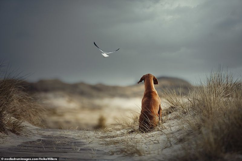 Ήσυχη στιγμή: Η δεύτερη φωτογραφία για τη φωτογραφία τοπίων πήγε στη Γερμανίδα φωτογράφο Heike Willers για μια εικόνα του σκύλου της να κοιτάζει ένα πουλί στην παραλία