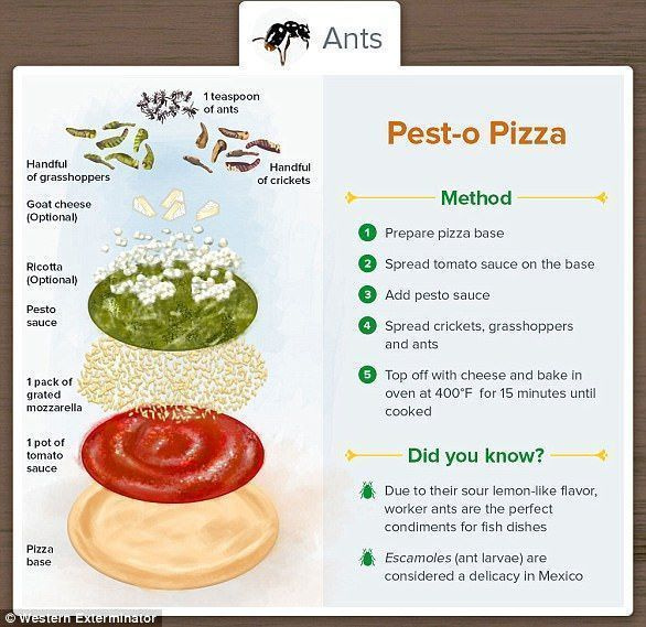 개미, 메뚜기, 귀뚜라미 한 움큼을 추가하여 홈메이드 피자에 특이한 토핑을 추가하세요.